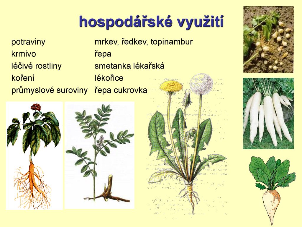 rostlinné orgány složeny z vyskytují se u rozdělení vegetativní ppt